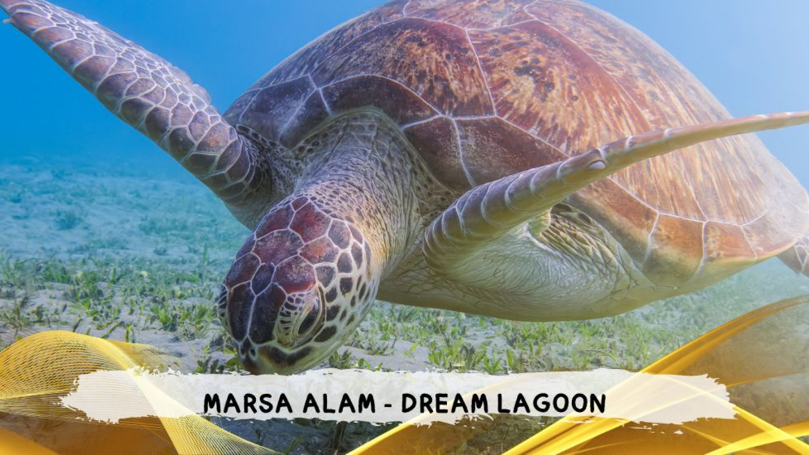2026 marsa alam da roma dream T IN36