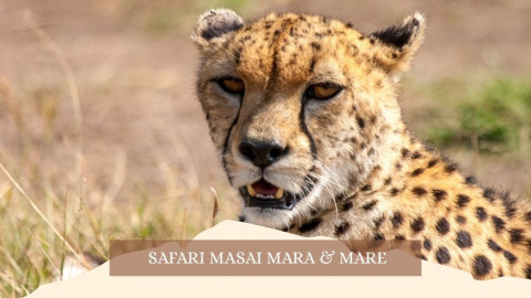 2025 africa masai mara e mare gennaio marzo 26 IN36