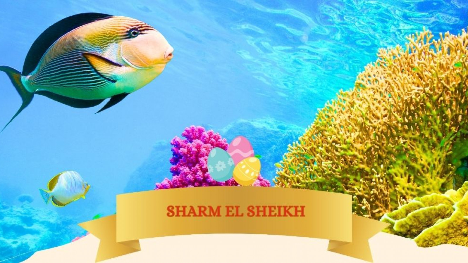 2026 sharm el sheikh T ponti IN36