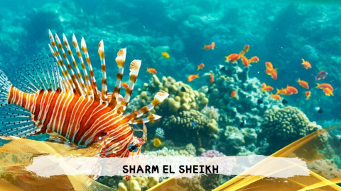 2026 sharm el sheikh da bologna T IN36