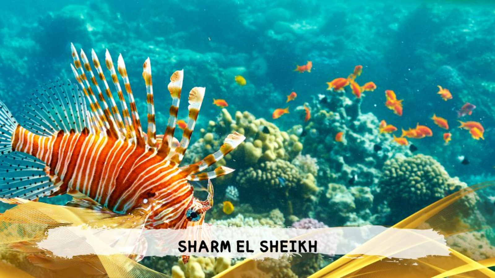 2026 sharm el sheikh da bologna T IN36