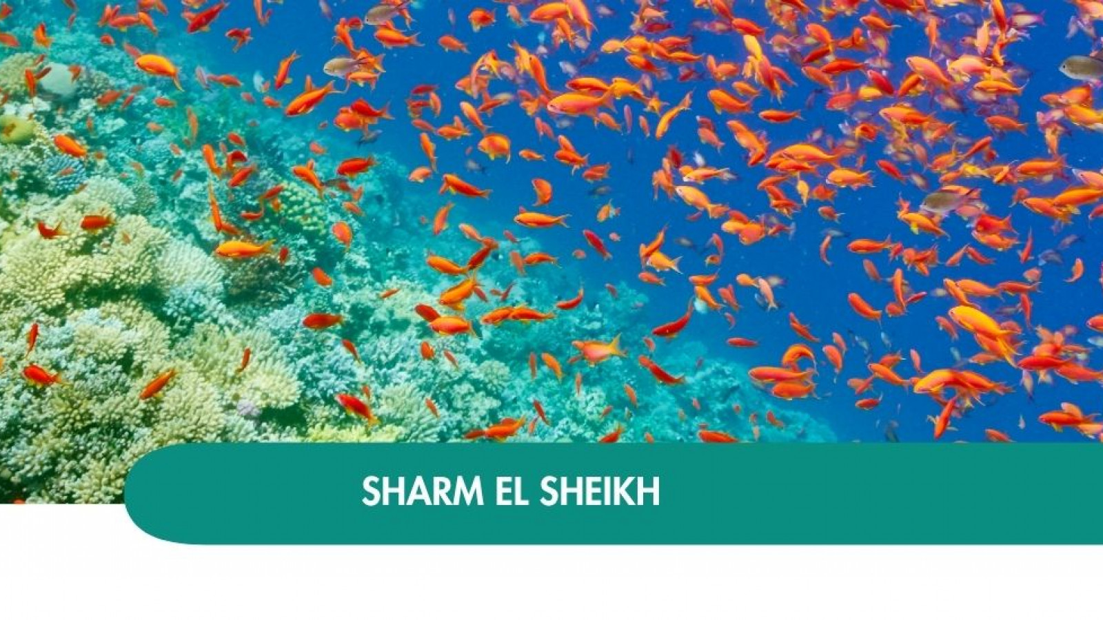 2026 sharm el sheikh halloween T IN36