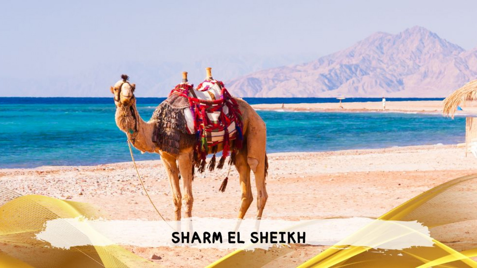 2026 sharm el sheikh da roma queen T IN36